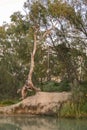 Gum Trees with exposed roots on the banks of the Murray River near Wakefield in South Australia. Royalty Free Stock Photo