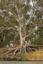 Gum Trees with exposed roots on the banks of the Murray River near Wakefield in South Australia. Royalty Free Stock Photo