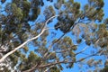 flinders chase natinal park in kangaroo island (australia)