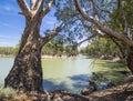 Australian Eucalyptus Gum trees on banks of river with horseshoe bend under blue sky, Murray River, Victoria, Australia. Royalty Free Stock Photo