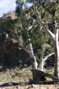 Gum trees, Ikara-Flinders` Ranges National Park, SA, Australia Royalty Free Stock Photo