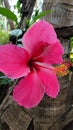 Gumamela Philippine Flower with Pinkish Red Petals