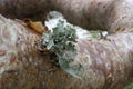 Gumbo Limbo Tree in Tropical Florida with Bark and Lichen Details