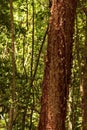 The gumbo-limbo tree is a medicinal plant Royalty Free Stock Photo