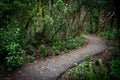 Gumbo Limbo Trail Snakes Through Forest Royalty Free Stock Photo