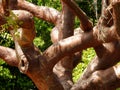 Gumbo Limbo Tree Royalty Free Stock Photo