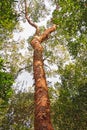 Gumbo-Limbo Tree in the Forest