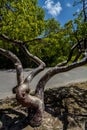 Gumbo Limbo Tree Royalty Free Stock Photo