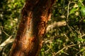 Gumbo Limbo Tree In The Shadows Of The Everglades Royalty Free Stock Photo