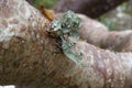 Gumbo Limbo Tree in Tropical Florida with Bark and Lichen Details Royalty Free Stock Photo