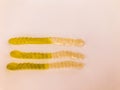 Gummy worms lie on a white matte background. bright, mouth-watering gelatinous worms of white-green colors. sweets with volumetric Royalty Free Stock Photo