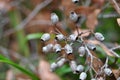 Gumnuts Asutralian Native Plant Royalty Free Stock Photo