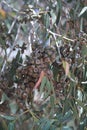 Gumnuts. Fruit of the Australian Eucalyptus tree Royalty Free Stock Photo