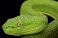 Gumprecht's green pitviper (Trimeresurus gumprechti ) Royalty Free Stock Photo