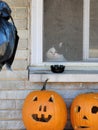 Gumpy Cat waiting for Trick or Treaters Royalty Free Stock Photo