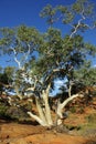 Gums trees - Australian Eucalyptus Royalty Free Stock Photo