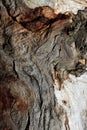 Gumtree bark Royalty Free Stock Photo