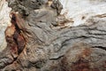 Gumtree bark tree Royalty Free Stock Photo