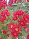 Gumtree flowers