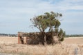 Gumtree growing from ruins