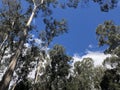 Gumtrees on a blue sky