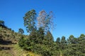 Gumtrees and Green Vegetation and Blue Sky Landscape Royalty Free Stock Photo