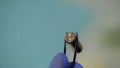 Gun bullet in tweezers examined by criminalist closeup, ballistics research