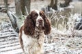 The gun dog runs in the wild grass autumn field. English springer spaniel Breeds