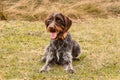 Gun dog waiting for command of her owner. Training with bohemian wire dog in wild. Czech pointer must react immediately after