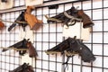 Gun shop with revolvers and pistols on showcase Royalty Free Stock Photo