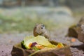 Gundis eats vegetable close up Royalty Free Stock Photo