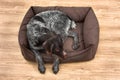 Gundog is resting in the dog bed