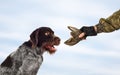 Gundog and the hand of the owner keeps the wing of wildfow