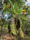 Gungu Peas Pods Pigeon Peas Royalty Free Stock Photo