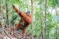 Gungung Leuser Orangutan