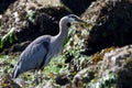 Gunnel fish wriggles in the beak of a great blue heron standing amongst seaweed covered rocks