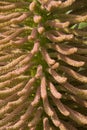 Gunnera Royalty Free Stock Photo