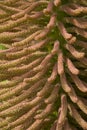 Gunnera Royalty Free Stock Photo