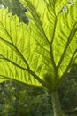 Gunnera Royalty Free Stock Photo