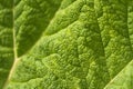 Gunnera leaf Royalty Free Stock Photo