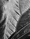 Gunnera leaf. Royalty Free Stock Photo
