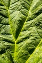 Gunnera leaf full frame background Royalty Free Stock Photo