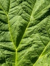 Gunnera leaf Royalty Free Stock Photo