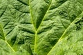 Gunnera leaf Royalty Free Stock Photo