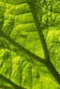 Gunnera leaf Royalty Free Stock Photo