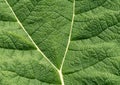 Gunnera leaf