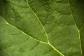 Gunnera leaf Royalty Free Stock Photo
