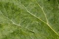 Gunnera leaf Royalty Free Stock Photo