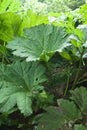 Gunnera manicata Royalty Free Stock Photo