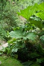 Gunnera manicata